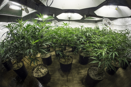Anbau von Gras Cannabisplantage